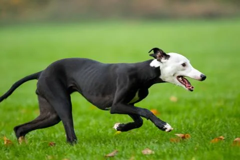 Running whippet Stock Photos