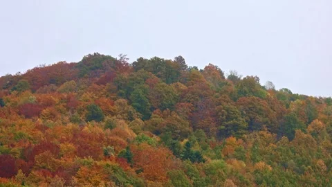 Running white clouds over a colorful autumn forest. Stock Footage 255220554