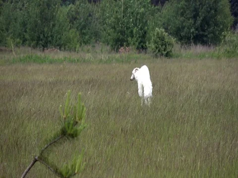 Running white whippet Stock Footage 76648977
