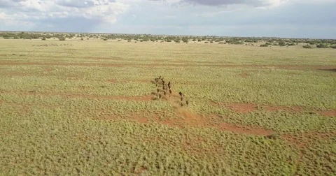 Running Wildebeest  Vídeo Stock 81983365