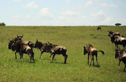 Running wildebeest Stock Photos