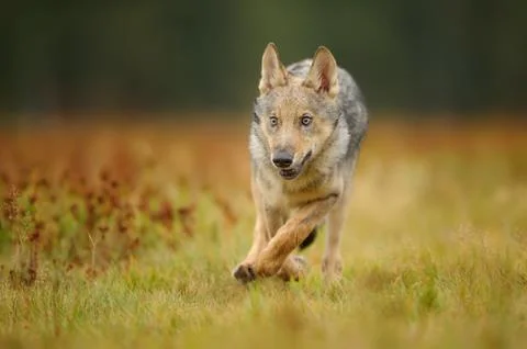Running wolf cub from front view Stock Photos
