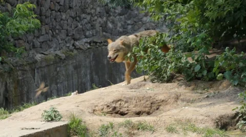 Running wolf Stock Footage 8549376