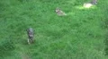Running wolf in grassy landscape in direction camera HD Footage