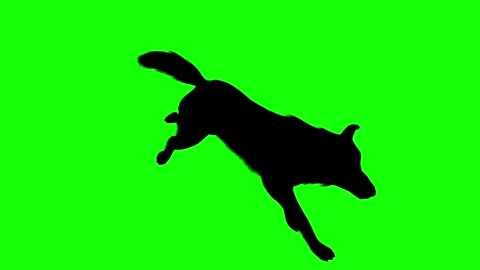 Running wolf perspective view silhouette animation on bright green screen Stock Footage 314563728