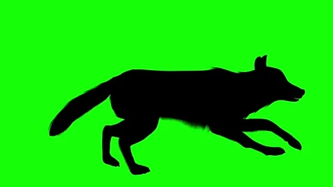 Running wolf silhouette side view animation on clean bright green screen Stock Footage 314563725