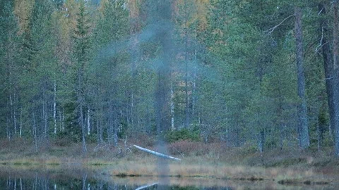 Running Wolverine in Finland tajga. Vídeos de archivo 86558524