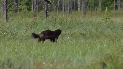 The running wolverine with a meal. Stock Footage 278357722