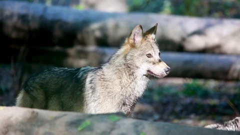 The running wolves in a zoo Stock Footage 79483260