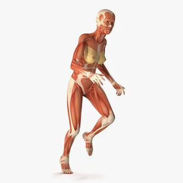Running Woman Muscular System Anatomy 3D Model 3D Model