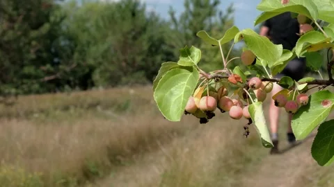 Running in the woods Stock Footage 248162103