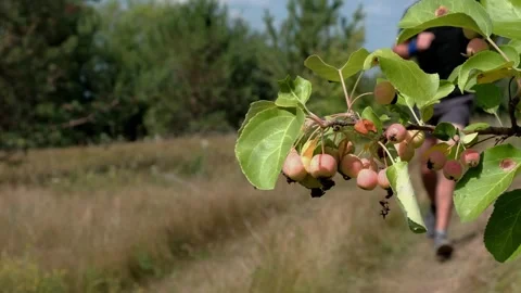 Running in the woods Stock Footage 248162212