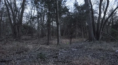 Running in the Woods at Night Stock Footage 57121609