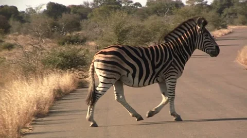 Running zebra Stock Footage 8568624