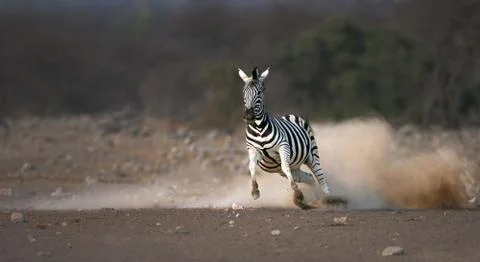 Running zebra Foto stock