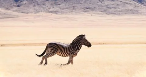 Running Zebra on Sand Stock Photos