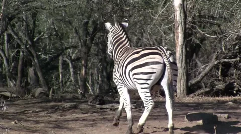Running Zebras Stock Footage 2136530