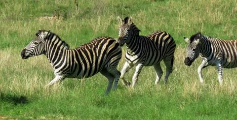 Running Zebras Stock Photos