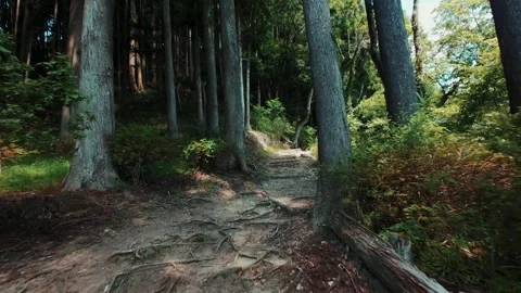 Running_through_the_forest Stock Footage 319907642