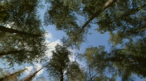 Running_thru_pines01 Stock Footage 98677