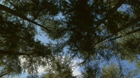Running_thru_pines02 Stock Footage 98678