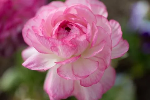 Rununculus Stock Photos