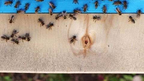 A runway for honey bees. Stock Footage 247492102