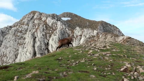 Rupicapra grazing on mountain peaks in spring Stock Footage 155644368