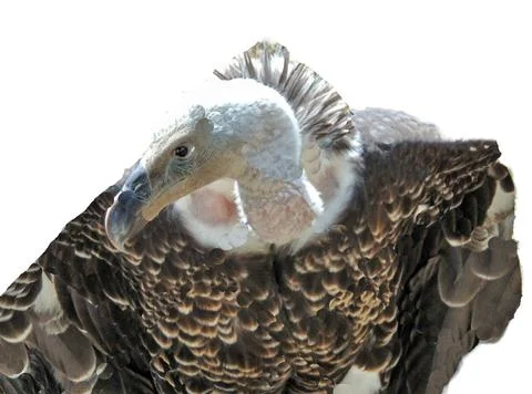 Ruppell's bald eagle isolated on white Фото