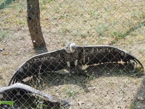 Ruppell's bald eagle at the zoo Stock Photos