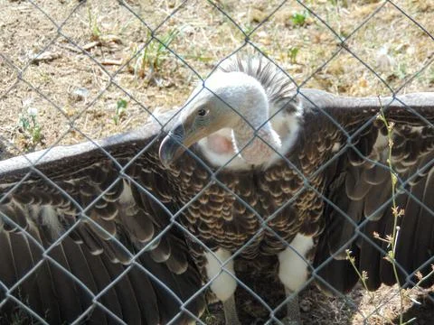 Ruppell's bald eagle at the zoo Stock-Fotos