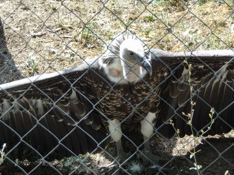 Ruppell's bald eagle at the zoo Photos