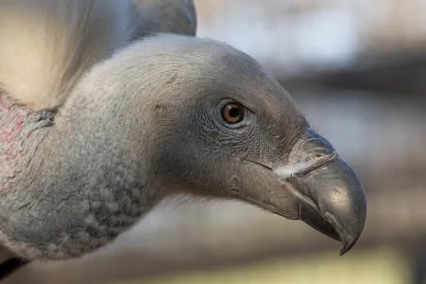 Ruppell's Griffon Stock Photos