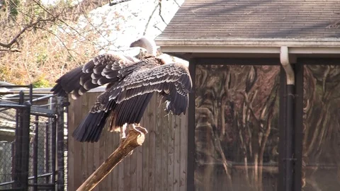 Ruppell's griffon vulture HD Stock-Footage 97243535