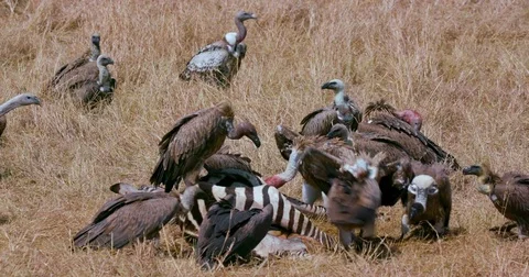 RUPPELL'S GRIFFON VULTURES MAASAI MARA KENYA Stock Footage