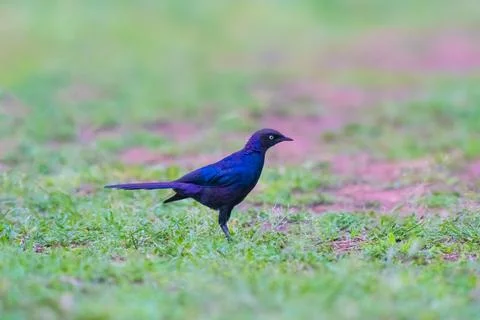 Ruppell's Starling Stock Photos