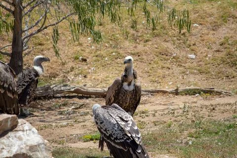 RUPPELL'S VULTURE Stock Photos