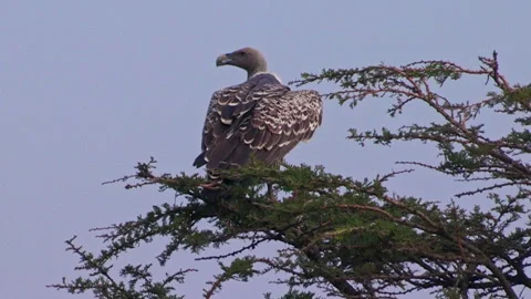 Ruppell's vulture preening its features in a tree Stock Footage 161812610