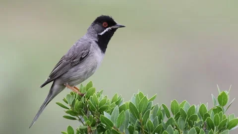 Rüppell's warbler Stock Footage 284806610