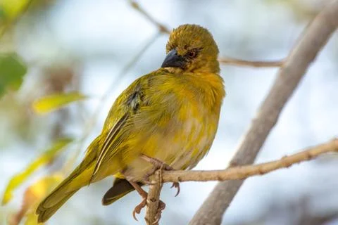 Rüppell's Weaver 写真素材