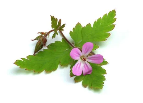 Ruprechtskraut also herb robert Geranium robertianum or Stinking Cranesbill Stock Photos