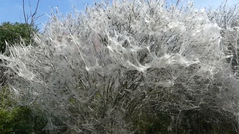 Rupsen web 動画素材 108259792