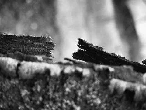Rupture in the wood bark Stock Photos