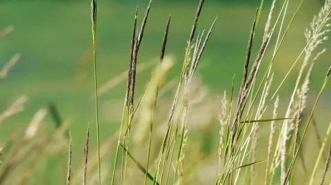 Rural 002 Stock Footage 782225