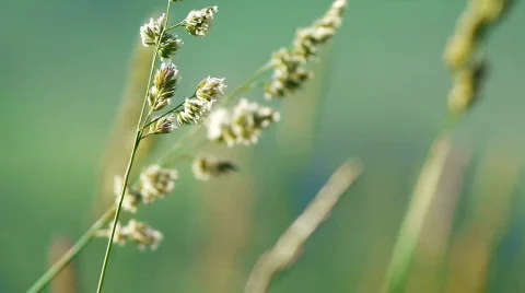 Rural 003 Stock Footage 782227