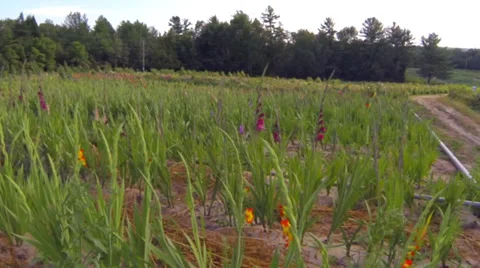 Rural Aerials - Flowers Stock Footage 33744208
