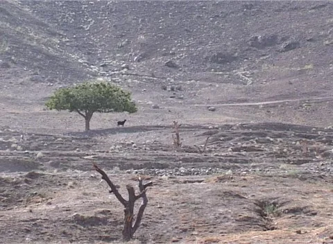 Rural Afghanistan pasteuring goats 2002 Stock Footage 160124408