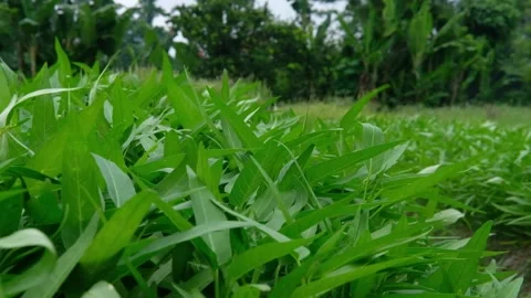 Rural Afternoon Scene at Merapi Volcano Region - spinach farm Video stock 324904677