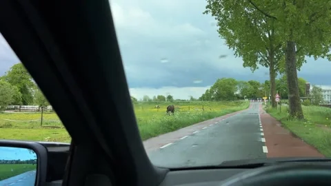 Rural Amsterdam, Driver view of rainy rural road with grazing horses and farm Stock Footage 342754428