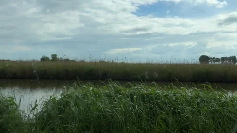 Rural Amsterdam, Low-angle panorama of wet Dutch marsh with grasses, canal 库存影片 342750763